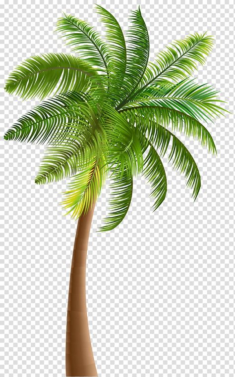 Coconut Tree Drawing, Palm Tree Clip Art, Palm Tree Png, Tree Photoshop, Product Background, Plant Texture, Product Stand, Palm Tree Wall Art, Background Remove