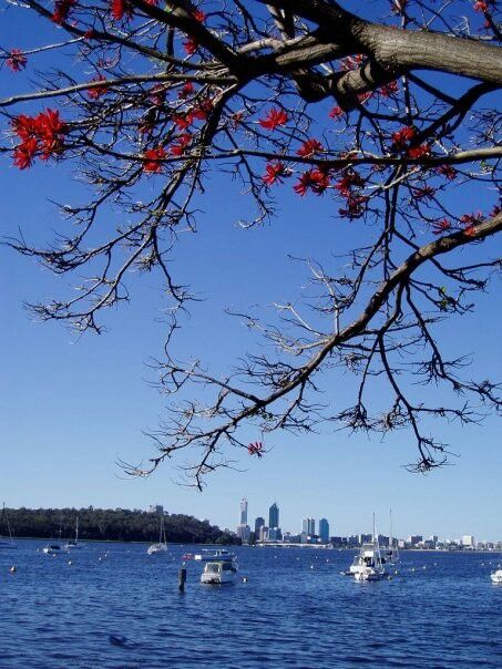 Swan River, Perth, Australia Western Australia Travel, Australia Bucket List, Swan River, Perth Australia, Perth Western Australia, Wonderful Picture, Australia Travel, Tasmania, Best Memories