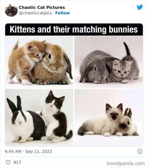 Cat Anime, Cute Kittens, Cute Funny Animals, Animals Friends, Crazy Cats, Cat Pics, Kittens Cutest, Cat Memes