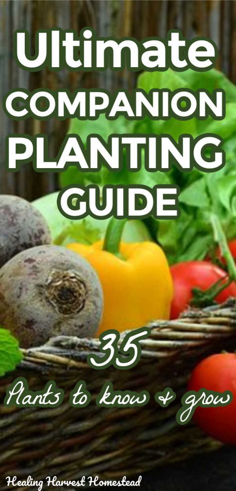 Planning Your Garden: The Companion Planting Guide with Printable Download — All Posts Healing Harvest Homestead Plants To Grow Together, Vegetable Garden Planting Ideas, Herbs Companion Planting, Compatible Plants Companion Gardening, Plant Companions Vegetables, Plant Companion Chart, Plant Pairings Companion Gardening, Companion Planting Chart, Companion Planting Guide