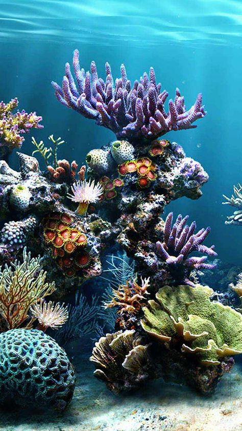 Coral Reef Photography, Ocean Creatures Art, Coral Reef Art, Ocean Plants, Ocean Iphone, Coral Wallpaper, Underwater Painting, Sea Plants, Ocean Tattoos