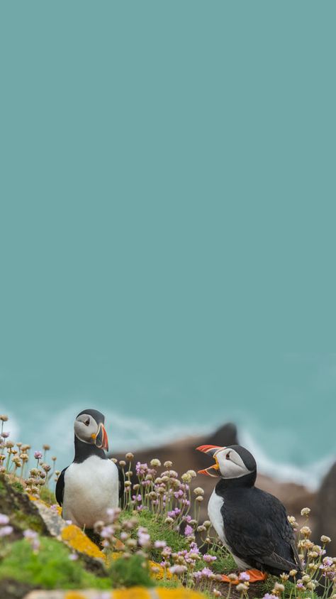 Puffins Wallpaper / Background for phones – Apple iPhone 6, 6S, 7 (resolution 750 x 1334 pixels). Puffin Wallpaper, Morning Art, Island Wallpaper, Dresser Ideas, Free Wallpaper Backgrounds, Moving Wallpapers, Phone Inspo, Free Phone Wallpaper, Travel Wallpaper