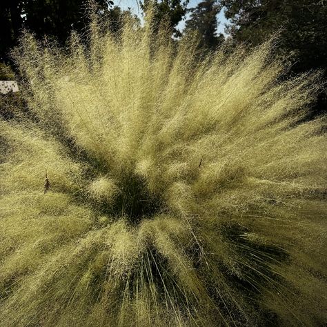 I just love the airy flow of the grasslands and you can evoke this dreamy, calming landscape in your own garden by planting this warm season grass. Muhly grass comes in various cultivars and with ‘Pink Cloud’ being most common. Also pictured here is the ‘White Cloud’. The white and pink parts of the plant are the flowers, and since this is a warm season grass it looks its best right now. In the winter, these need to be coppiced and pruned down to thrive in the following warm season months. Mu... Season Months, Parts Of The Plant, Seasons Months, Pink Cloud, White Cloud, Pink Clouds, In The Winter, Planting, The White