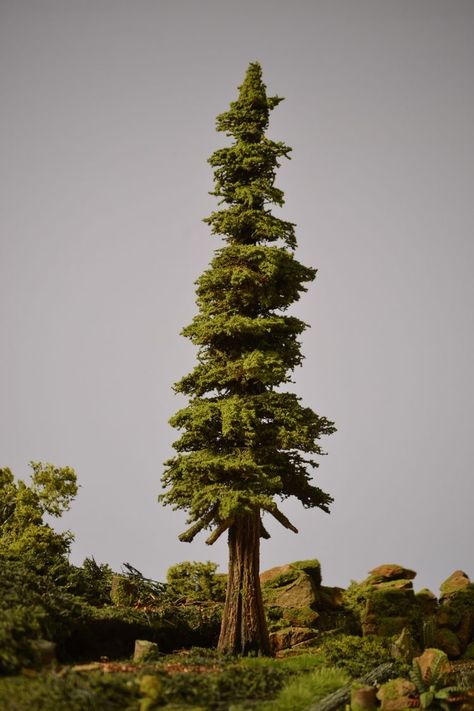 Northern Ontario, Tree Study, Bg Design, Cedar Tree, Conifer Trees, Cedar Trees, Tree Photography, Unique Trees, Nature Drawing