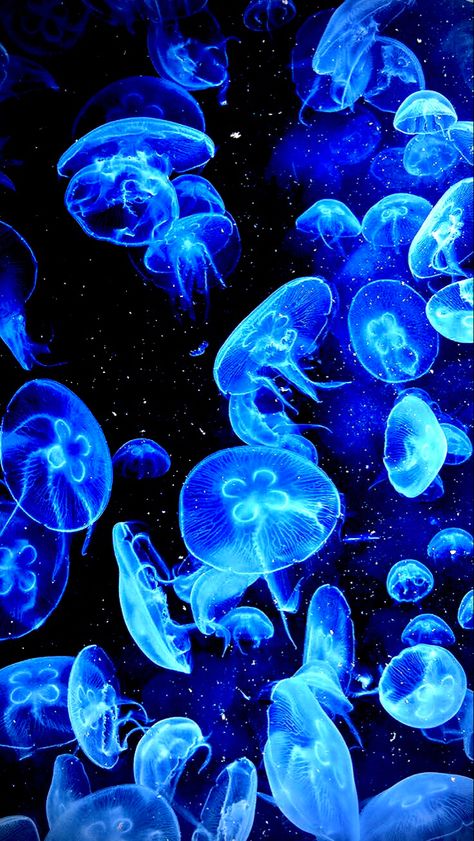 Jellyfish Background Wallpapers, Jelly Fish Wallpaper Blue, Blue Jellyfish Aesthetic, Blue Jellyfish Wallpaper, Jellyfish Wallpaper Aesthetic, Light Blue Jellyfish, Jellyfish Background, Jellyfish Blue, Jellyfish Pictures