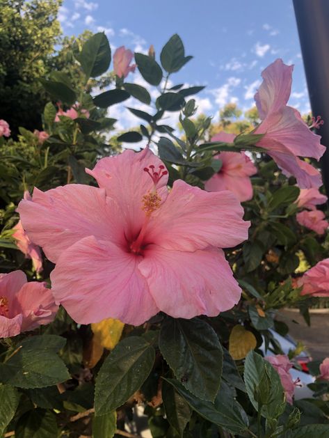 Flowered Nails, Planter Boxes Flowers, Nail Flowers, Summer Hibiscus, Pretty Flowers Pictures, Nails Flowers, Lupine Flowers, Flowers Nails, Hibiscus Plant