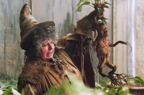 Professor Pomona Sprout shows a mandrake plant her 2nd year herbology class in Harry Potter and the Chamber of Secrets Professor Sprout, Harry Potter Mandrake, Harry Potter Kostüm, Mandrake Root, Harry Potter Costumes, Hogwarts Professors, Hufflepuff Aesthetic, Harry Potter Ideas, The Chamber Of Secrets