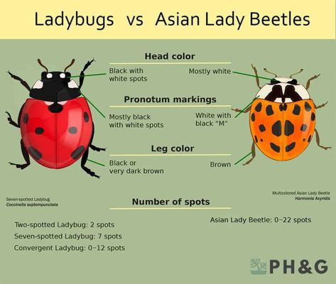 Types Of Beetles, Asian Lady Beetles, Asian Beetle, Ladybug Larvae, Ladybug Beetle, Bad Bugs, Spots On Legs, Lady Beetle, Garden Bugs