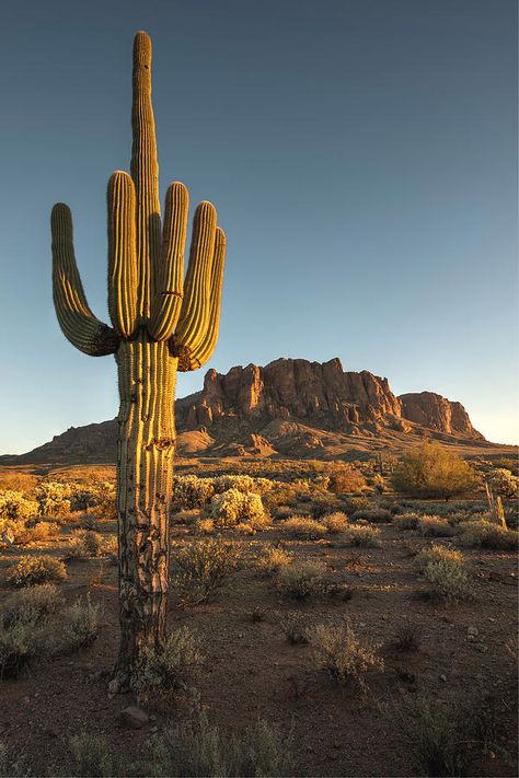 Desert Places, Western Artwork, Cactus Wall Art, Mountain Travel, Arizona Travel, Saguaro Cactus, Collage Wall, Desert Landscaping, The Desert