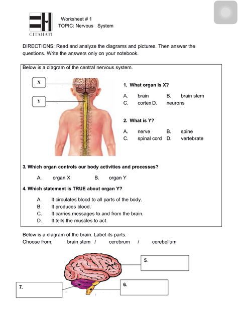 Worksheet # 1, Nervous System, Page 1, Theme 1 Nervous System Worksheet, Nervous System Diagram, Nervous System Anatomy, Human Nervous System, Cells Worksheet, Science Study, Biology Worksheet, Gcse Science, Ap Biology