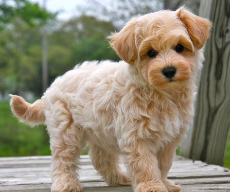 Maltipoo. a maltese and a poodle. yes it is okay to cry Anjing Maltese, Poodle Mix Breeds, Best Apartment Dogs, Anjing Pug, Maltipoo Puppies For Sale, Apartment Dogs, Maltese Poodle, Maltipoo Puppy, Dog Mixes