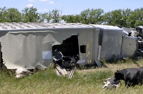 A cattle trailer rolled on I-70.   Fiberglass roofs shatter in these conditions. Cattle Trailers, Fibreglass Roof, Trailer, Around The Worlds, Outdoor Decor, Animals