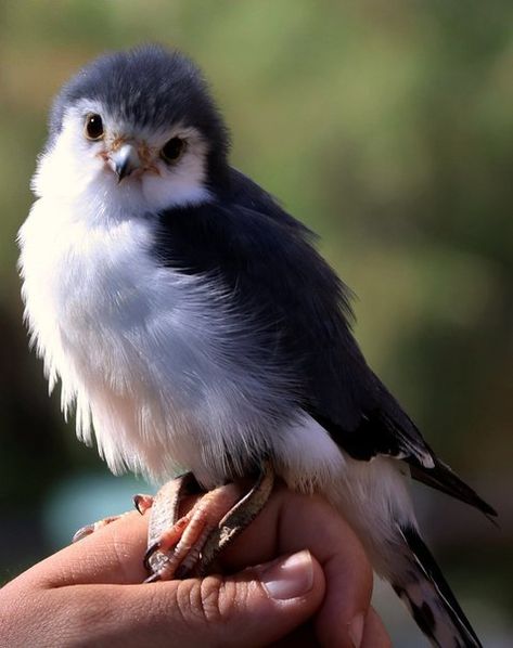 Something Else - Instagram: @animalwoonz He looks like he’s trying... Pygmy Falcon, Animal Print Wallpaper, Cool Animals, Animal Reference, Pretty Animals, Animal References, Silly Animals, Pretty Birds, Cute Birds