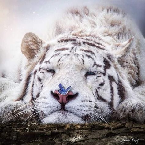 Cute Tigers, Cute Animals Images, Pretty Animals, Majestic Animals, Silly Animals, Fluffy Animals, Cute Wild Animals, White Tiger, Cute Animal Photos