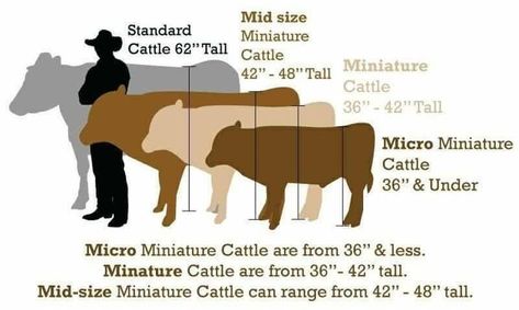 Jersey Cattle, Mini Highland Cow, Miniature Cattle, Milk Cows, Miniature Cows, Beef Cow, Artificial Insemination, Cow House, Mini Cows