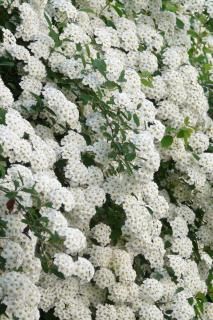 Meadowsweet, Spirea - a shrub entirely covered in flowers, how to plant it White Perennials, Bridal Wreath Spirea, Front Flower Bed, Landscaping Hacks, Wilted Flowers, Flowering Bushes, Bridal Wreath, Lawn Sprinklers, Country Gardens