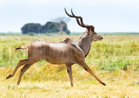 Greater kudu (Tragelaphus strepsiceros) Kudu Antelope, Greater Kudu, African Antelope, Africa Wildlife, Africa Animals, Animal Study, Animal Anatomy, Cool Animals, Animal Reference