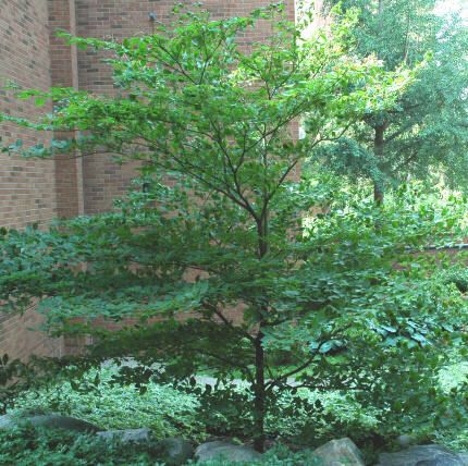 Pagoda Dogwood, Hedge Trees, Patio Trees, Shade Garden Plants, Shade Gardens, Specimen Trees, Dogwood Trees, Ornamental Trees, Greenhouse Gardening