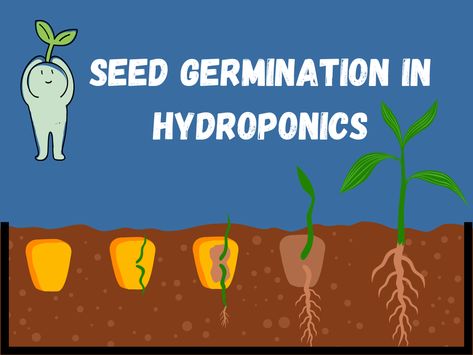 Seed Germination Time and Temperature Chart for Hydroponics Seeds Germination, Temperature Chart, Hydroponic Systems, Lettuce Seeds, Hydroponic Growing, Hydroponic Plants, Seed Germination, Hydroponics System, Planting Vegetables