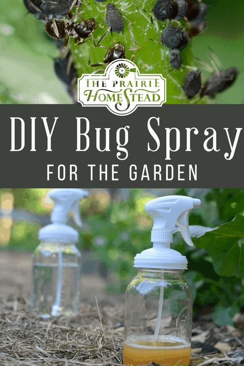 Our new greenhouse has drastically expanded our short growing season… But it’s also expanded my garden challenges. Especially when it comes to pests– something I usually don’t have to worry *too* much… Aphid Spray, Garden Diy Decoration Ideas, Diy Bug Spray, Organic Pesticide, Insect Spray, Garden Bugs, Garden Pest Control, Meteor Garden 2018, Bug Spray