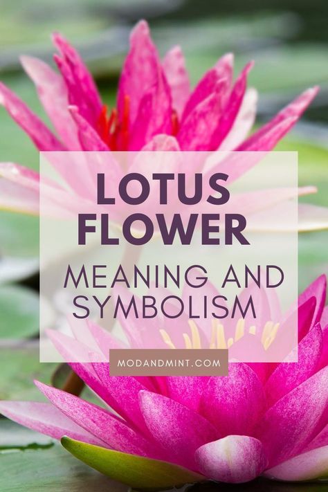 Planning on getting a Lotus flower tattoo? First find out what the meaning and symbolism is behind the lotus! Colorful Lotus Flower Tattoo Ideas, What Does A Lotus Flower Symbolize, Lotus Bird Tattoo, Lotus Tatoos Meaning, Lotus Flower Tattoo Women, Lotus Flower Color Tattoo, Colorful Lotus Tattoo, Lotus Minimalist Tattoo, Leilani Tattoo