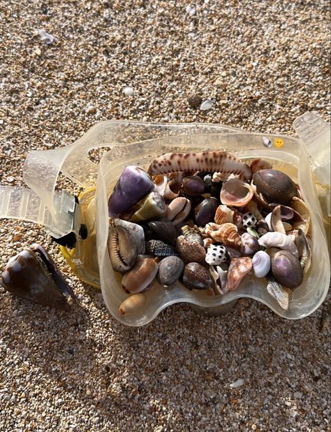 shell hunting in hawaii Shell Hunting Aesthetic, Mermaid Money, Hawaii Shells, Marine Biologist Aesthetic Hawaii, Seashell Hunting, Shell Hunting, Hawaii Snorkeling Aesthetic, Ocean Aesthetic Hawaii, Hawaii Snorkeling