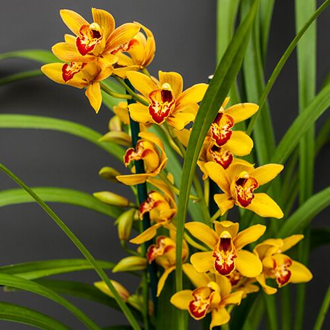 Indoor Orchid Care, Cymbidium Orchids Care, Repotting Orchids, Orchid Fertilizer, Orchid Plant Care, Blooming Orchid, Cymbidium Orchid, Garden Planter Boxes, Growing Orchids