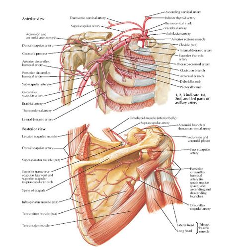 Axillary Artery and Anastomoses Around Scapula Anatomy   Anterior view Transverse cervical artery, Suprascapular artery, Acromion and acr... Axillary Artery, Supraspinatus Muscle, Infraspinatus Muscle, Upper Limb Anatomy, Arteries Anatomy, Shoulder Anatomy, Gross Anatomy, Body Diagram, Medical Photos