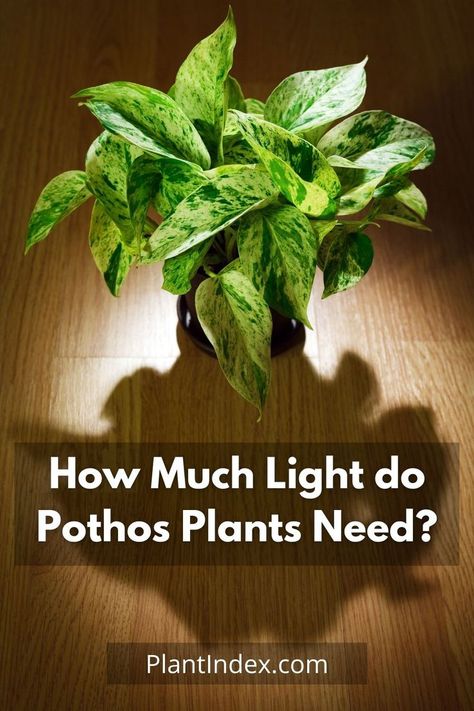 Pothos Plants, Pothos Plant, Photosynthesis, Plant Needs, Too Much, House Plants, Herbs, Plants, Flowers