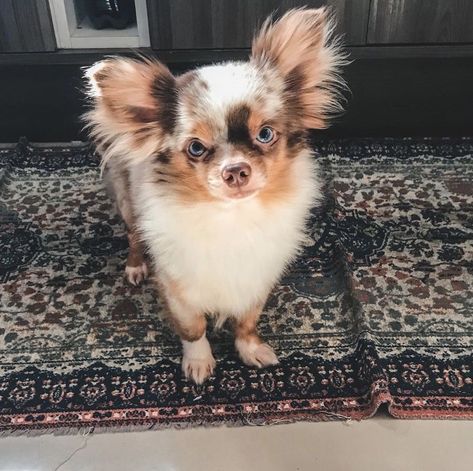 Fluffy Chihuahua, Merle Dogs, Lou Dog, Chihuahua For Sale, Merle Chihuahua, Teacup Chihuahua Puppies, Chihuahua Puppies For Sale, Scary Dogs, Chihuahua Puppy