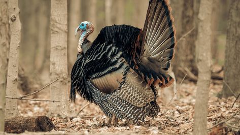 top 10 Wild Game Turkey Recipes - yummy ideas and tips! Wild Turkey Recipes, Recipes Yummy, Turkey Legs, Turkey Meat, Wild Rice Soup, Turkey Chili, Mushroom Risotto, Wild Turkey, Taco Stuffed Shells