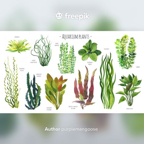 Aquatic Plant Tattoo, Aquatic Plants Aquarium, Aquatic Plants Drawing, Aquarium Drawing, Aquaponics Aquarium, Plants Watercolor, Underwater Plants, Live Aquarium Plants, Sea Plants