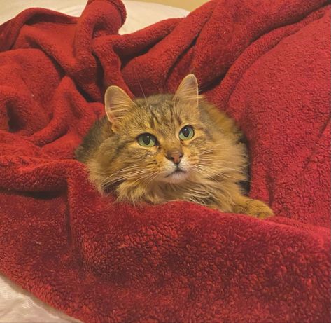 cute cat sits on a red velvet blanket on a bed Red Cats Aesthetic, Red Blanket Aesthetic, Cat Red Aesthetic, Red Cat Aesthetic, Animal Witch, Cute Cat Aesthetic, Lounge Vibes, Color Characters, Red Cats