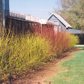 Click to view a full-size photo of Yellow Twig Dogwood (Cornus sericea 'Flaviramea') at Weston Nurseries Cornus Sericea, Yellow Twig Dogwood, Twig Dogwood, Lakeside Cottage, Country Gardens, Full Size Photo, Urban Homesteading, How To Attract Birds, Winter Photos