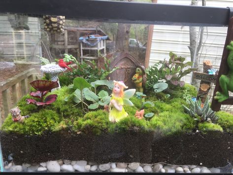 My small aquarium fairy garden. Fish Tank Fairy Garden Terrarium, Garden Terrarium, Fish Tank Decorations, Fish Tank, Fairy Garden, Plants