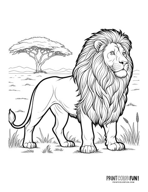 Big lion standing outside coloring page - PrintColorFun com Lion Savannah, Scary Lion, Lion Standing, Lion Walking, Lion Coloring, Lion Cartoon, Lion Clipart, Lion Coloring Pages, Lion Sketch