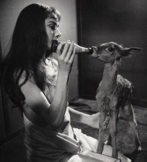 Audrey Hepburn and Pippin on the set of Green Mansions-1958 A Deer, Audrey Hepburn, Deer, A Woman