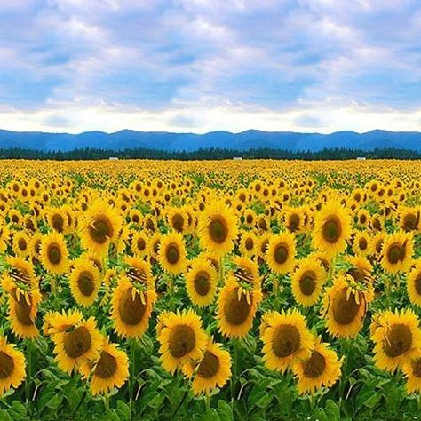 Sun Flower #stereogram #autostereogram #hidden3d #illusion 3d Hidden Pictures, Hidden 3d Images, 3d Stereograms, Eye Magic, Optical Illusions Pictures, Magic Eye Pictures, Eye Illusions, Illusion Pictures, Flower Games