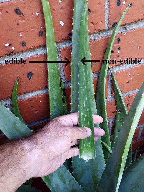 aloe-vera-varieties-comparison-chinensis-barbadensis-2 Aloe Plant Care, Growing Aloe Vera, Plant Structure, Tropical Africa, Potted Plants Outdoor, Arabian Peninsula, Aloe Vera Plant, Aloe Plant, Present Time