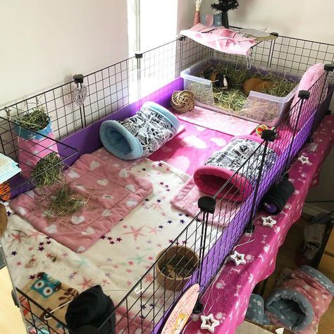 Guenia Pig Cages, Indoor Guinea Pig Cage, Diy Bunny Cage, Indoor Rabbit Cage, Diy Guinea Pig Cage, Guinea Pig Diy, Guinea Pig House, Class Pet, Pet Bunny Rabbits