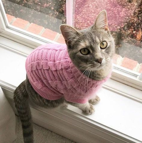 Cat Wearing Sweater, Cats In Sweaters, Cat Sweater Pattern, Sweater Aesthetic, Animal Images, Hairless Cat, Adorable Cats, Animal Jokes, Kitty Cats