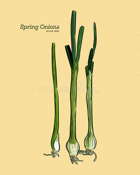 Scallion Illustration, Spring Onion Tattoo, Spring Onion Drawing, Spring Onion Illustration, Onion Drawing, Farm Mural, Tattoos 2022, Pie Drawing, Onion Pie