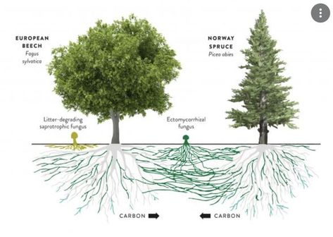 Mycorrhizal Fungi, Natural Farming, Food Web, Plant Science, Veg Garden, Soil Improvement, Soil Health, Farm Gardens, Permaculture