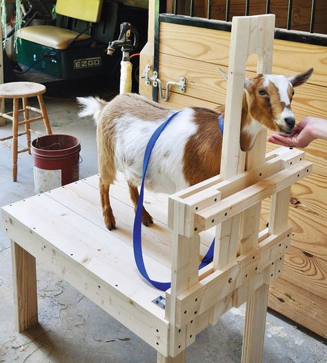 Sheep Milking Stand, Goat Stand Diy, Goat Hay Feeder Ideas, Goat Stand Plans, Goat Milking Stand Diy Plans, Goat Milking Stand Plans, Goat Holder, Diy Goat Milking Stand, Milking Stand For Goats