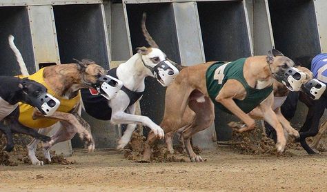 West Virginia Greyhound Racing | Wheeling Island Racetrack | Near Youngstown OH, Pittsburgh & Washington PA Greyhound Racing, Greyhound Running, Greyhound Laying Down, Greyhounds Racing, Dog Watching Horse Racing, Famous Race Horses, Sporting Dogs, Draw On Photos, Whippet