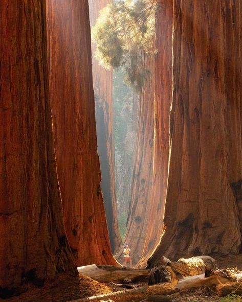 Los Padres National Forest, Travel Bucket List Usa, Sequoia National Park, California National Parks, Yosemite National Park, National Forest, Nature Travel, Travel Usa, Picture Photo