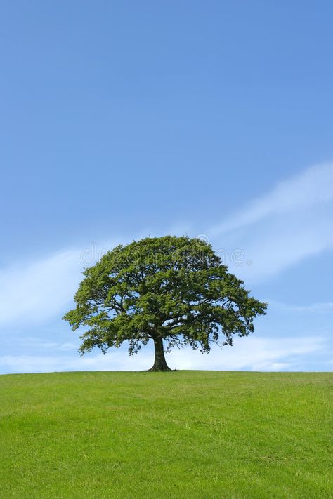 Sea Scape, Mindfulness Practices, Mighty Oaks, Single Tree, Lone Tree, Tree Photography, Native Garden, Tree Wallpaper, Tree Hugger