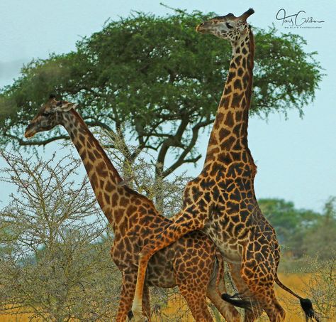 Mating Giraffes on the plains of the Serengeti,Tanzania,East Africa. Serengeti Tanzania, East Africa, Giraffes, Tanzania, Animals