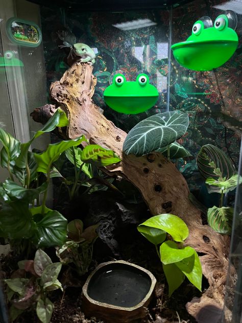 Green Tree Frog Enclosure, Green Tree Frog Terrarium, Whites Tree Frog Enclosure, Pac Man Frog Enclosure, White Tree Frog Enclosure, Frog Enclosure, Tree Frog Terrarium, Hamster Diy Cage, Leopard Gecko Habitat