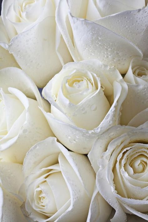 white roses Rosen Beet, Water Droplets, Love Rose, Shades Of White, Love Flowers, Pure White, My Flower, Beautiful Roses, Pretty Flowers